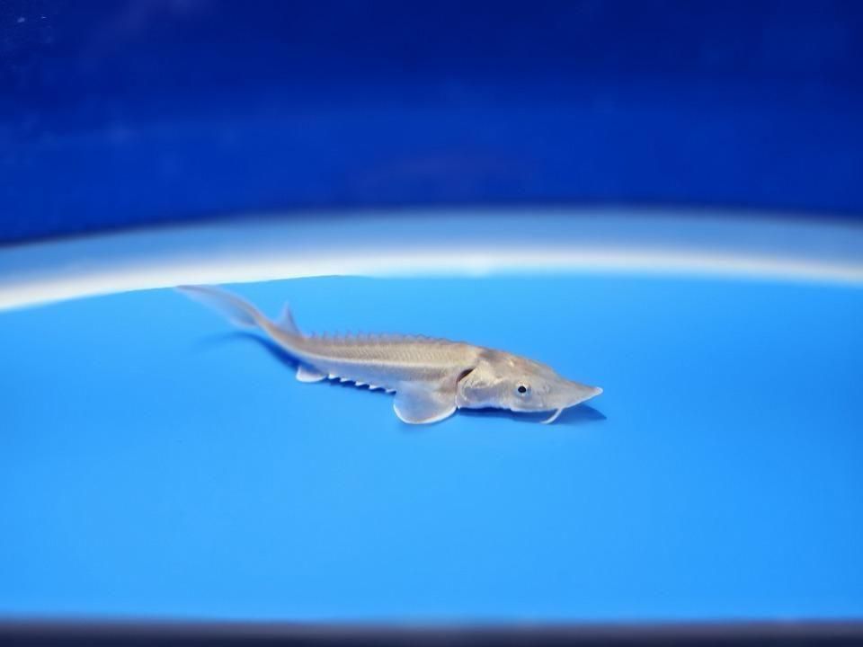  ӥϥ֥åɡʥ٥ꥢ祦ߥ祦 8cm2025.11.15ߡ