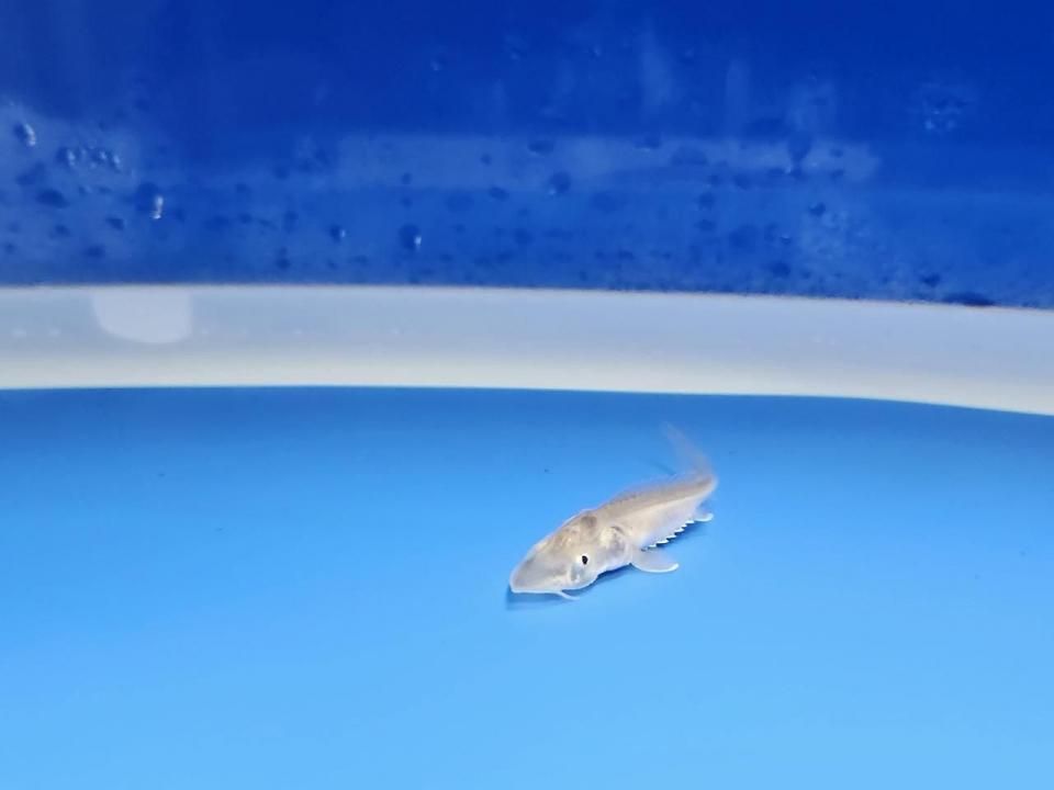  ӥϥ֥åɡʥ٥ꥢ祦ߥ祦 4cm2025.10.07ߡ