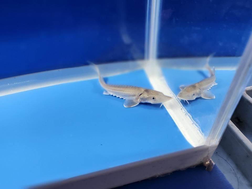  ӥϥ֥åɡʥ٥ꥢ祦ߥ祦 8cm2025.11.15ߡ