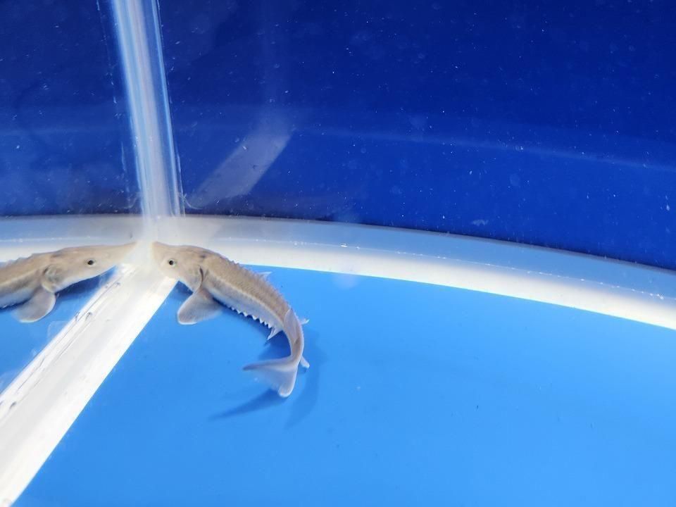  ӥϥ֥åɡʥ٥ꥢ祦ߥ祦 8cm2025.11.15ߡ