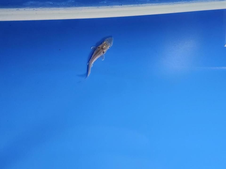  ӥϥ֥åɡʥ٥ꥢ祦ߥ祦 4cm2025.10.07ߡ