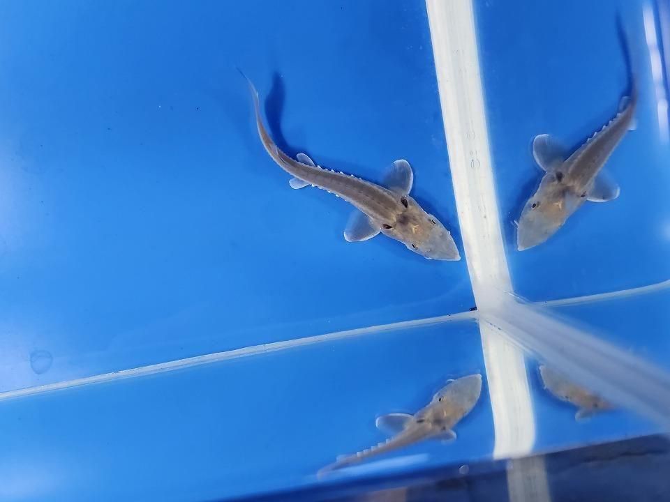  ӥϥ֥åɡʥ٥ꥢ祦ߥ祦 8cm2025.11.15ߡ