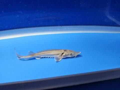  ӥϥ֥åɡʥ٥ꥢ祦ߥ祦 8cm2025.11.15ߡ