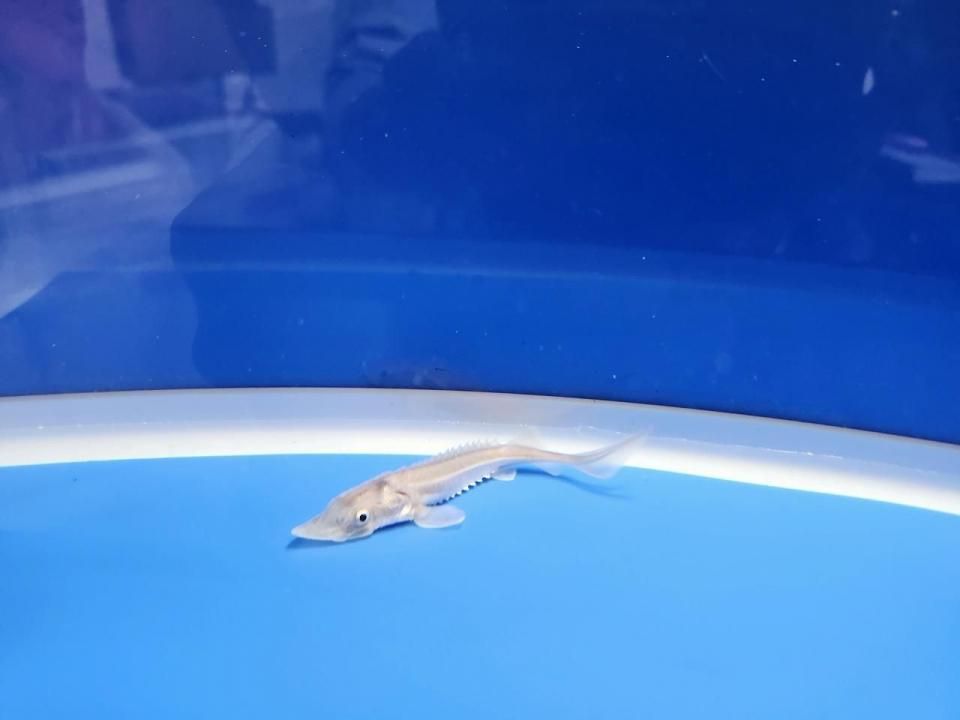  ϥ֥åɡʥ٥ꥢ祦ߥࡼ祦8cm2025.11.03ߡ