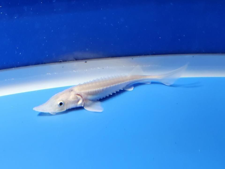 一点もの ハイブリッド(シベリアチョウザメ×アムールチョウザメ)9cm(2025.11.15現在)