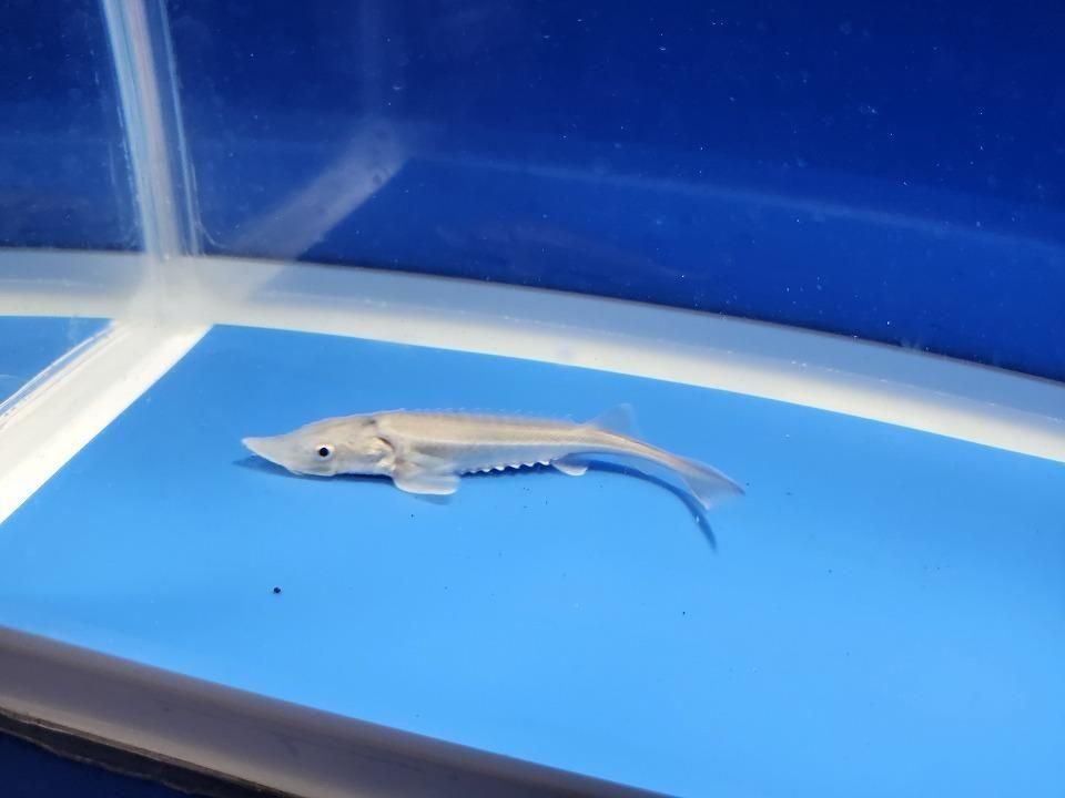 一点もの ハイブリッド(シベリアチョウザメ×アムールチョウザメ)9cm(2025.11.27現在)