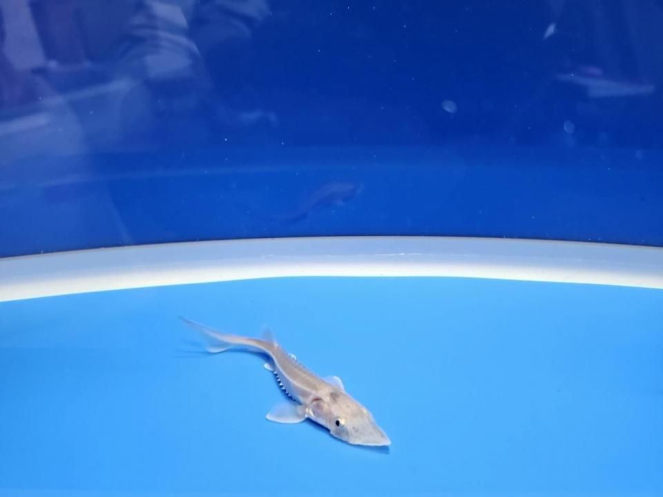  ϥ֥åɡʥ٥ꥢ祦ߥࡼ祦8cm2025.11.03ߡ