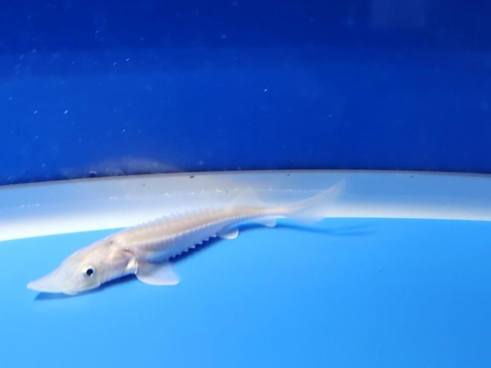 一点もの ハイブリッド(シベリアチョウザメ×アムールチョウザメ)9cm(2025.11.15現在)