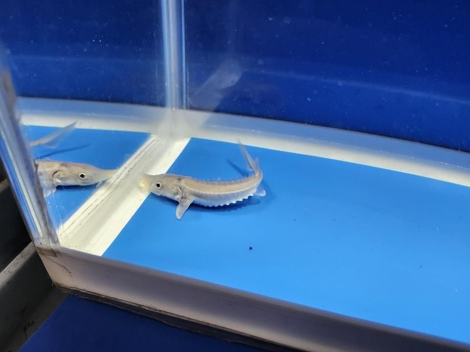 一点もの ハイブリッド(シベリアチョウザメ×アムールチョウザメ)9cm(2025.11.27現在)