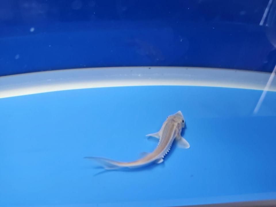  ϥ֥åɡʥ٥ꥢ祦ߥࡼ祦8cm2025.11.03ߡ