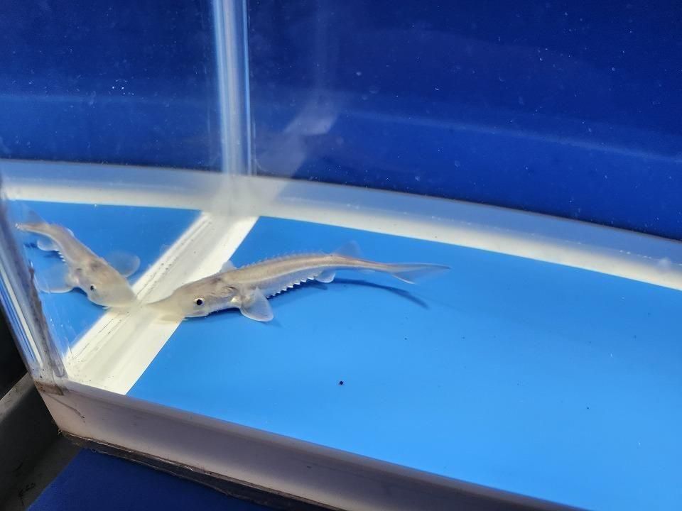 一点もの ハイブリッド(シベリアチョウザメ×アムールチョウザメ)9cm(2025.11.27現在)