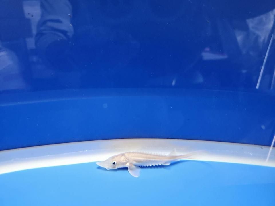  ϥ֥åɡʥ٥ꥢ祦ߥࡼ祦8cm2025.11.03ߡ