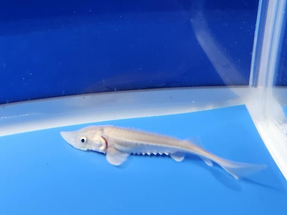 一点もの ハイブリッド(シベリアチョウザメ×アムールチョウザメ)9cm(2025.11.15現在)