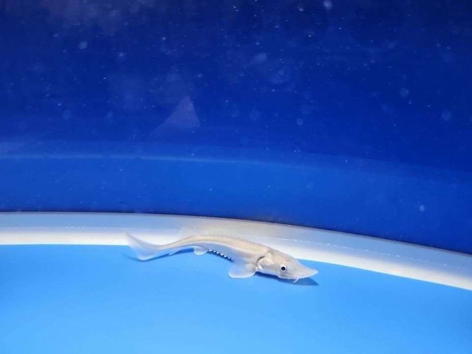 一点もの ハイブリッド(シベリアチョウザメ×アムールチョウザメ)9cm(2025.11.27現在)