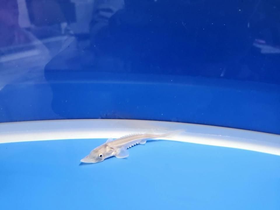  ϥ֥åɡʥ٥ꥢ祦ߥࡼ祦8cm2025.11.03ߡ