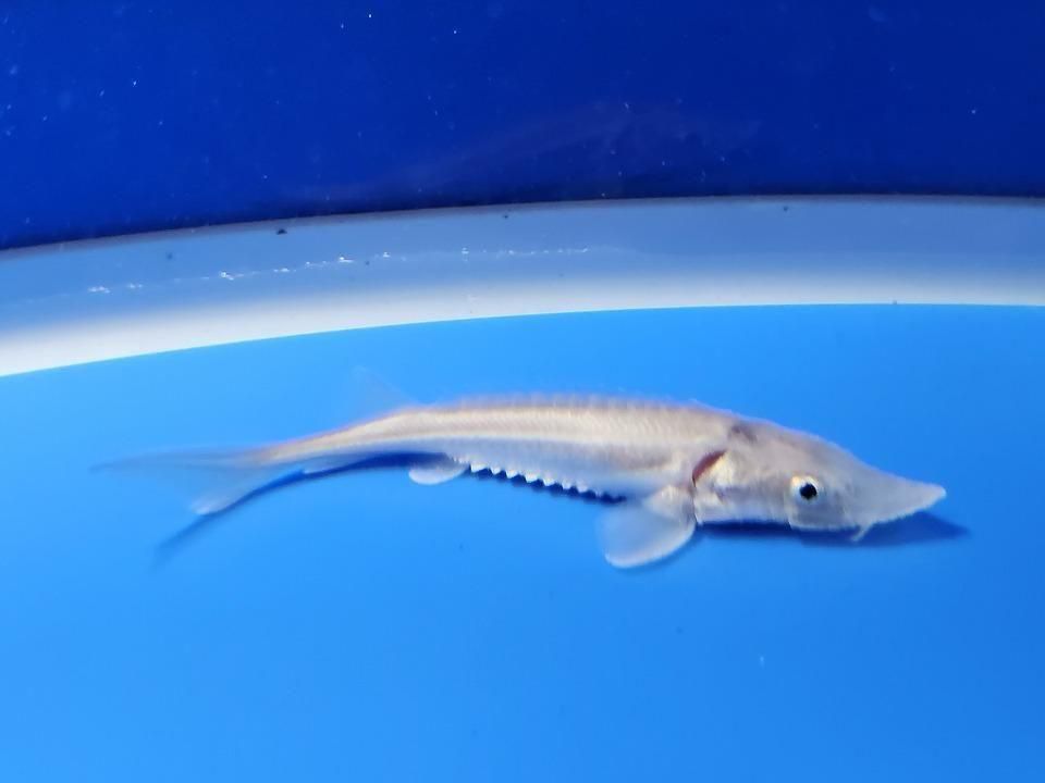 一点もの ハイブリッド(シベリアチョウザメ×アムールチョウザメ)9cm(2025.11.15現在)