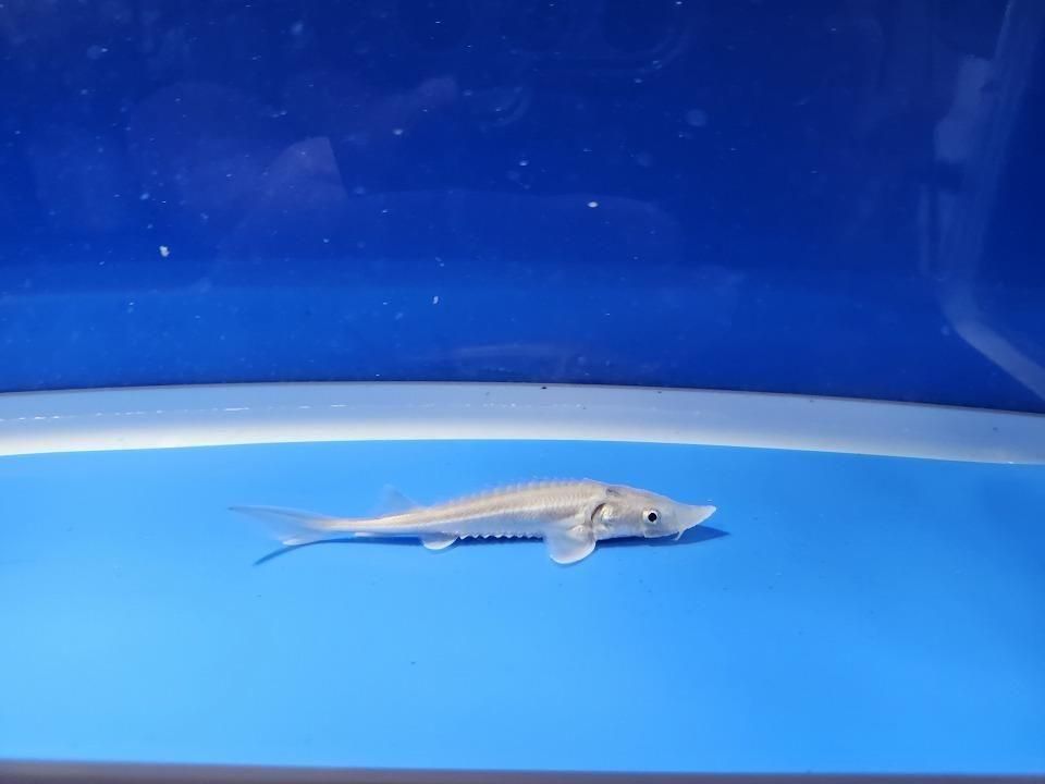 一点もの ハイブリッド(シベリアチョウザメ×アムールチョウザメ)9cm(2025.11.27現在)