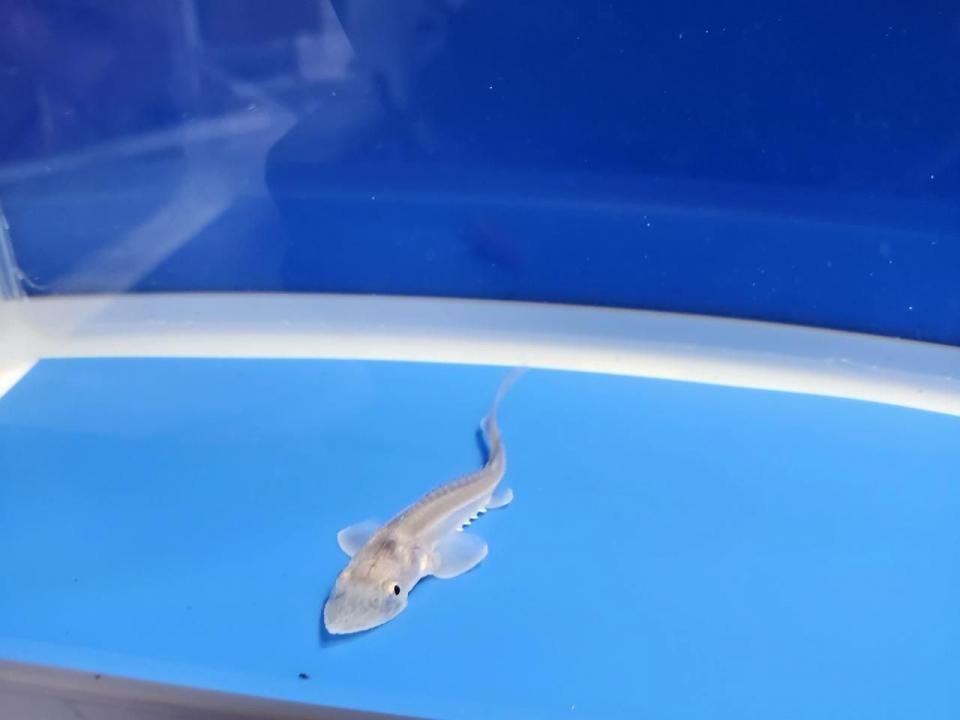  ϥ֥åɡʥ٥ꥢ祦ߥࡼ祦8cm2025.11.03ߡ