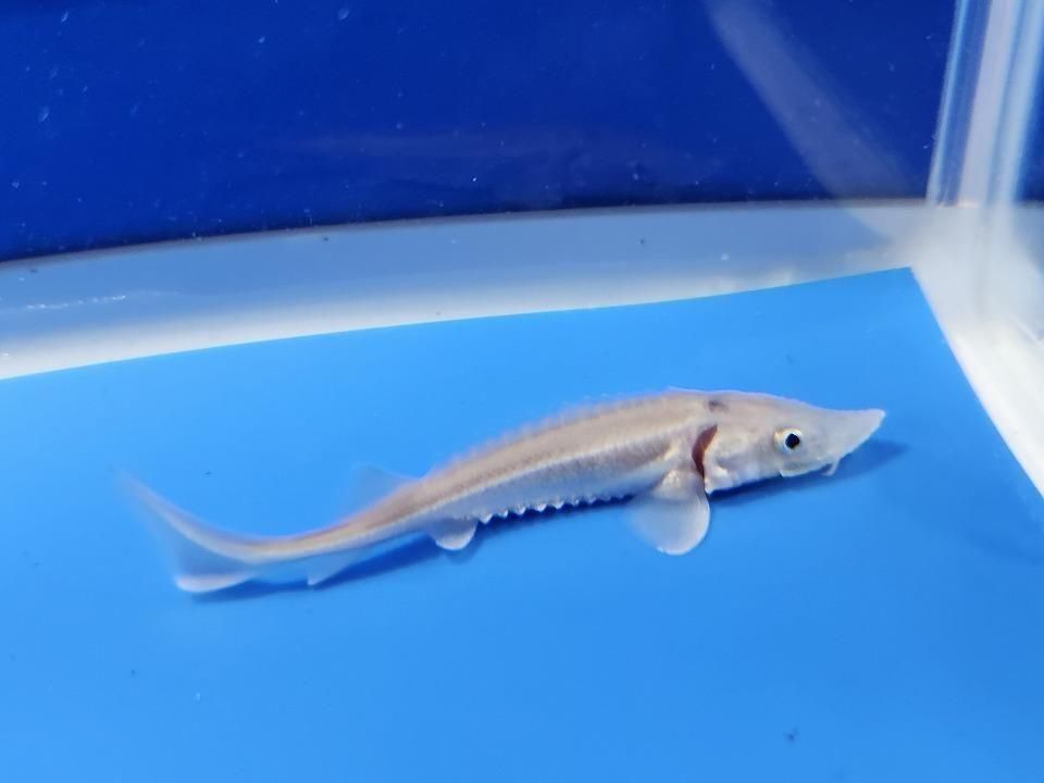 一点もの ハイブリッド(シベリアチョウザメ×アムールチョウザメ)9cm(2025.11.15現在)