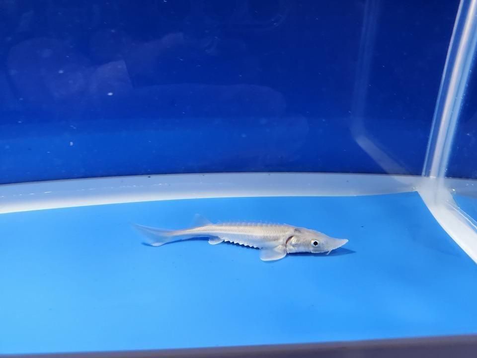 一点もの ハイブリッド(シベリアチョウザメ×アムールチョウザメ)9cm(2025.11.27現在)