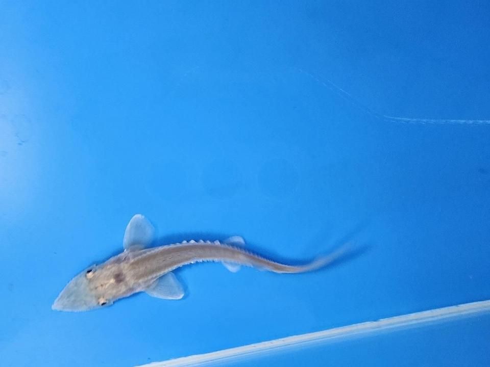  ϥ֥åɡʥ٥ꥢ祦ߥࡼ祦8cm2025.11.03ߡ