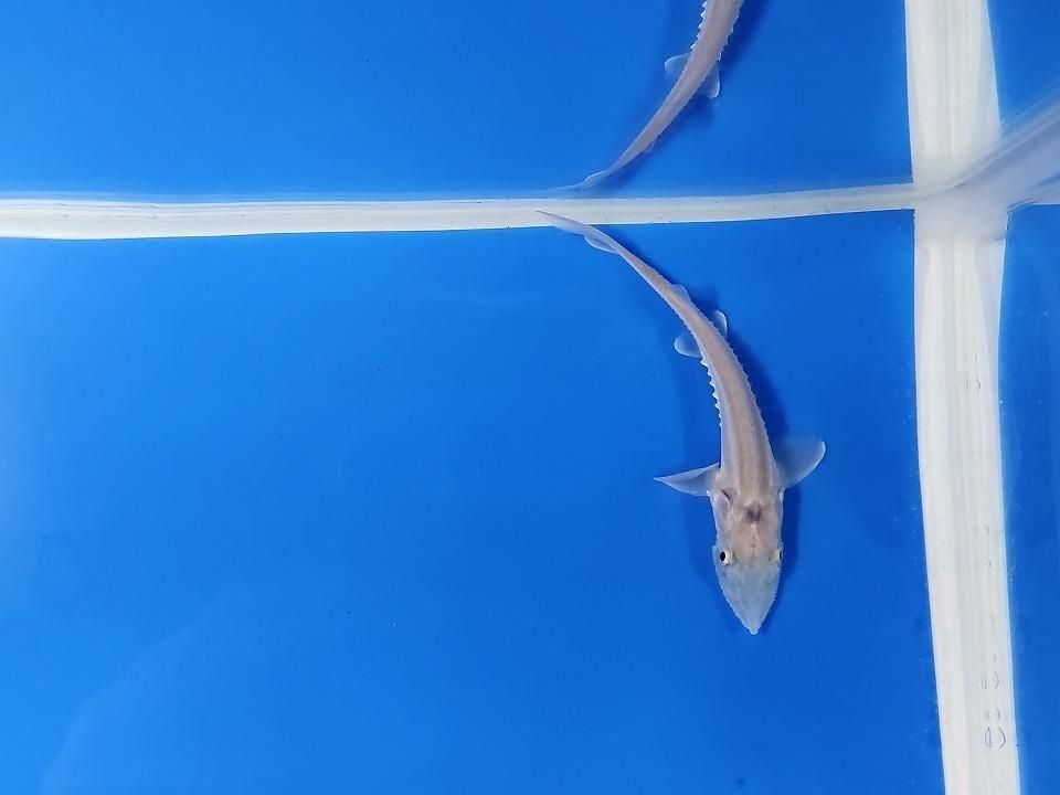 一点もの ハイブリッド(シベリアチョウザメ×アムールチョウザメ)9cm(2025.11.15現在)