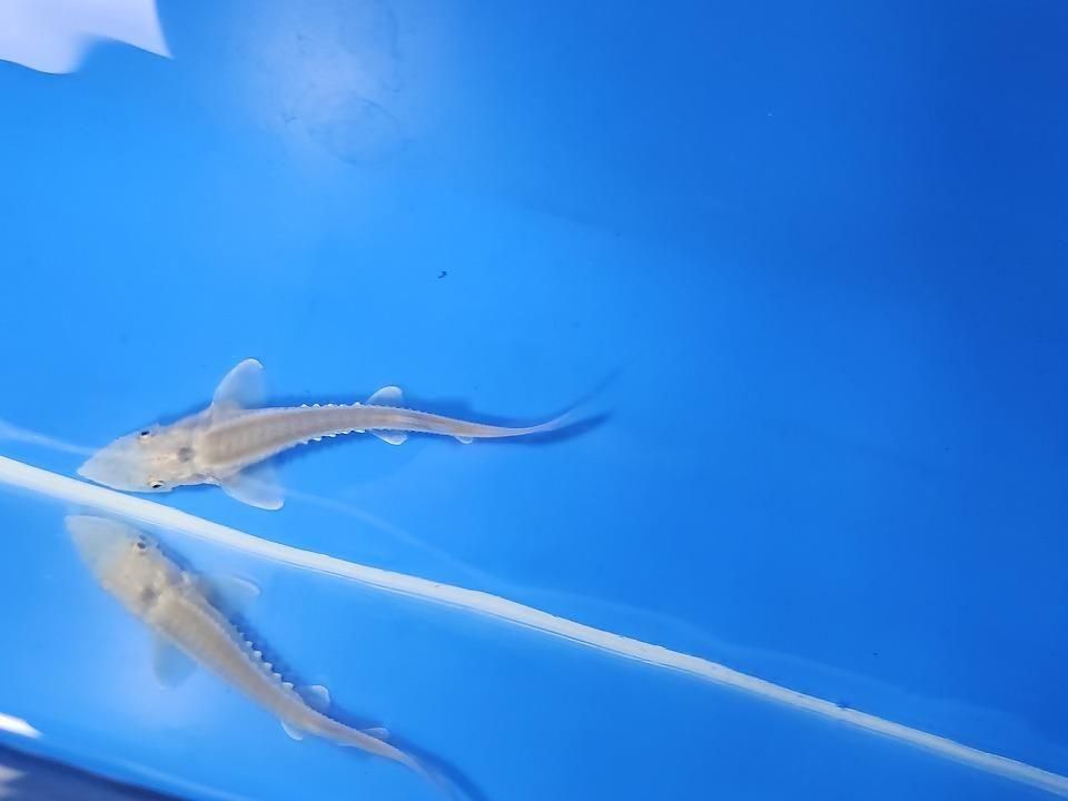 一点もの ハイブリッド(シベリアチョウザメ×アムールチョウザメ)9cm(2025.11.27現在)