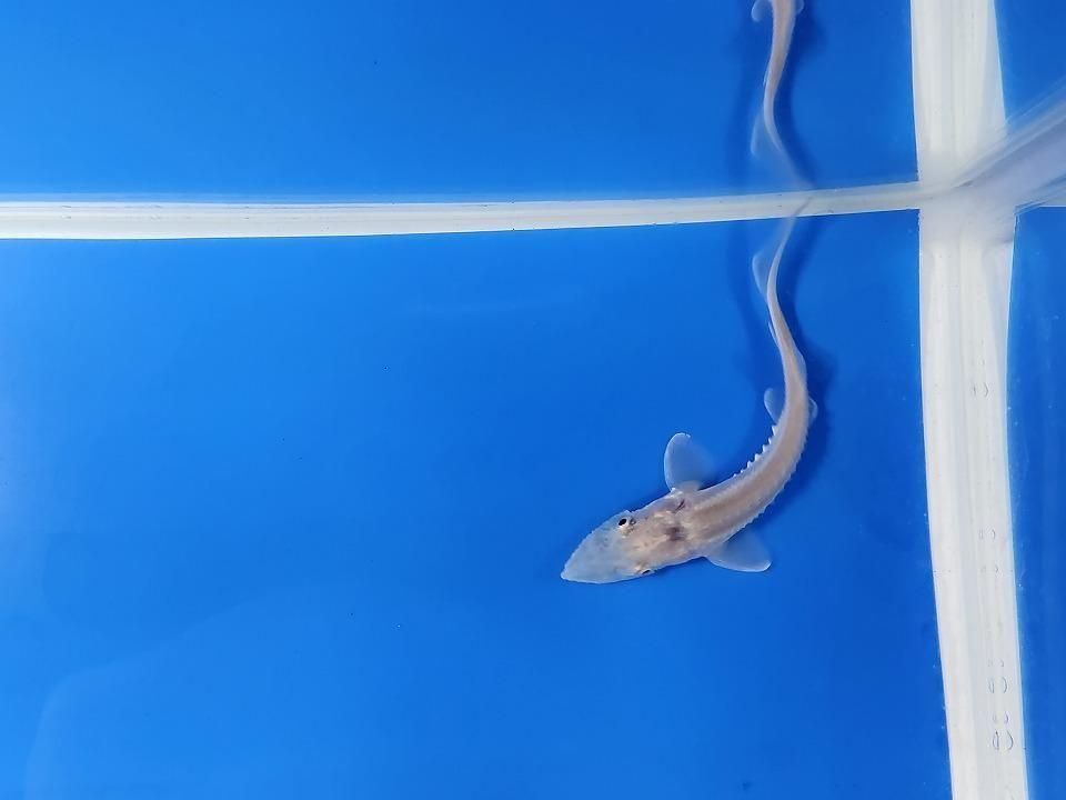 一点もの ハイブリッド(シベリアチョウザメ×アムールチョウザメ)9cm(2025.11.15現在)