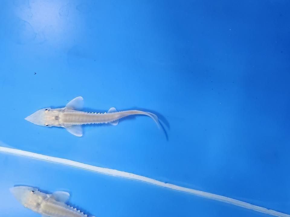 一点もの ハイブリッド(シベリアチョウザメ×アムールチョウザメ)9cm(2025.11.27現在)