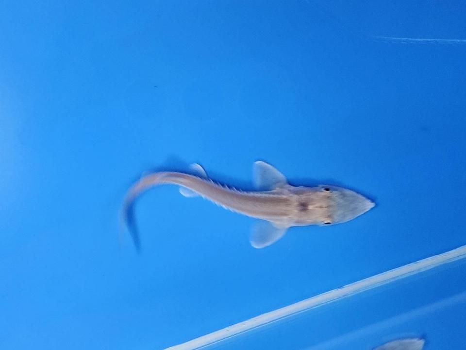  ϥ֥åɡʥ٥ꥢ祦ߥࡼ祦8cm2025.11.03ߡ