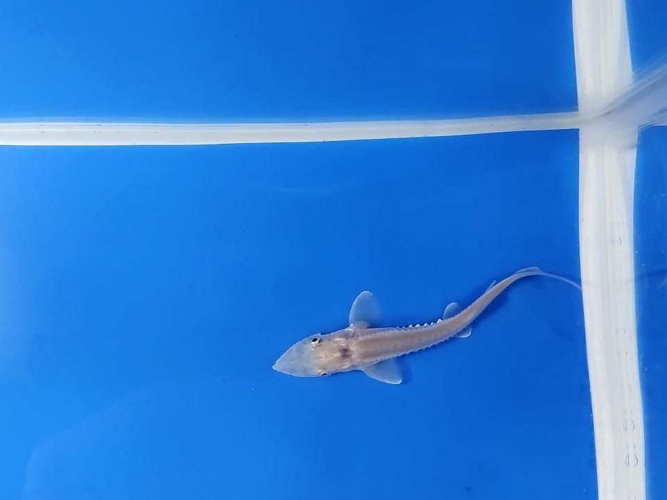 一点もの ハイブリッド(シベリアチョウザメ×アムールチョウザメ)9cm(2025.11.15現在)