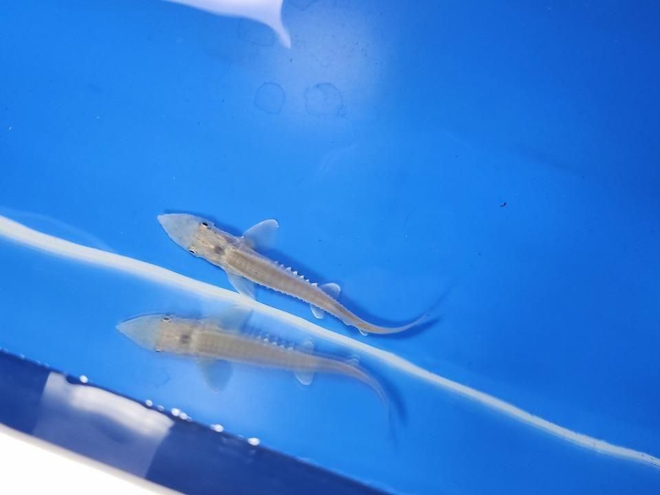 一点もの ハイブリッド(シベリアチョウザメ×アムールチョウザメ)9cm(2025.11.27現在)