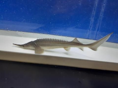 一点もの ハイブリッド(シベリアチョウザメ×ロシアチョウザメ) 8cm(2021.10.06現在)