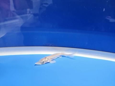  ϥ֥åɡʥ٥ꥢ祦ߥࡼ祦8cm2025.11.03ߡ