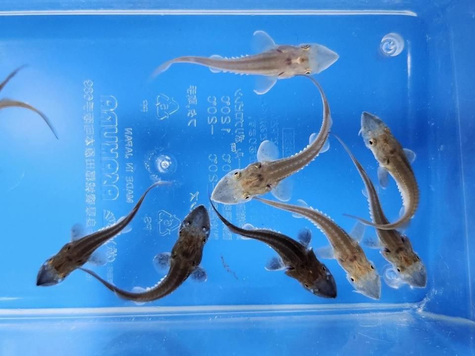ちびハイブリッド (シベリアチョウザメ×シロチョウザメ) 3〜5cm