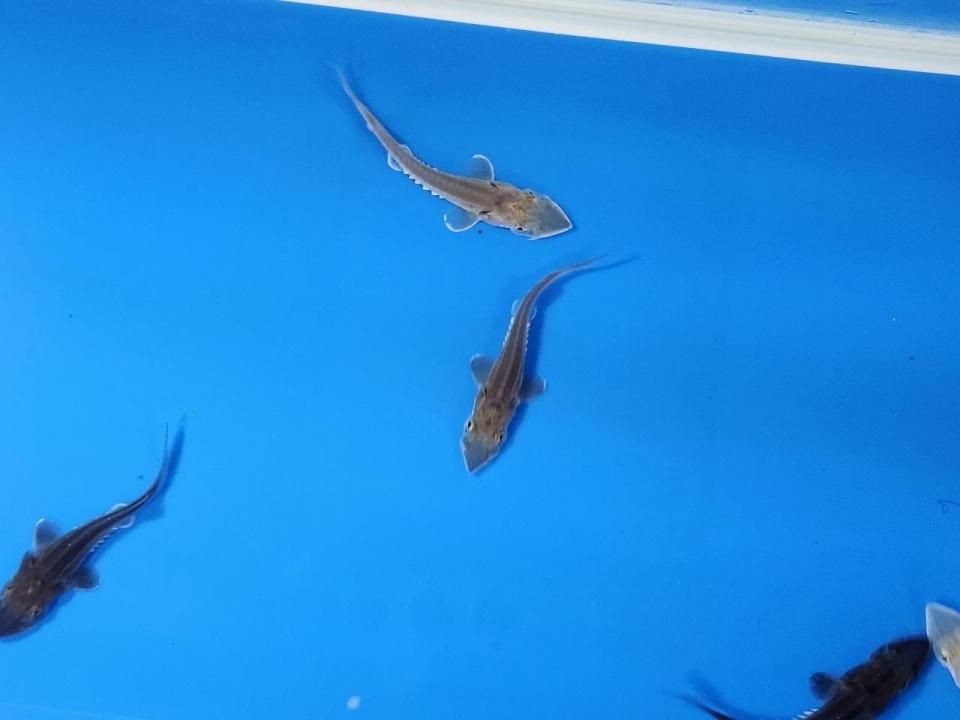 ちびハイブリッド (シベリアチョウザメ×シロチョウザメ) 3〜5cm