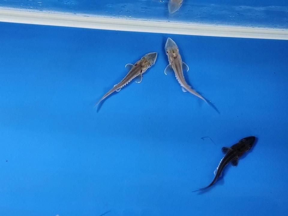 ちびハイブリッド (シベリアチョウザメ×シロチョウザメ) 3〜5cm