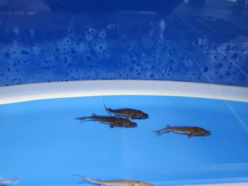 ちびハイブリッド (シベリアチョウザメ×シロチョウザメ) 3〜5cm