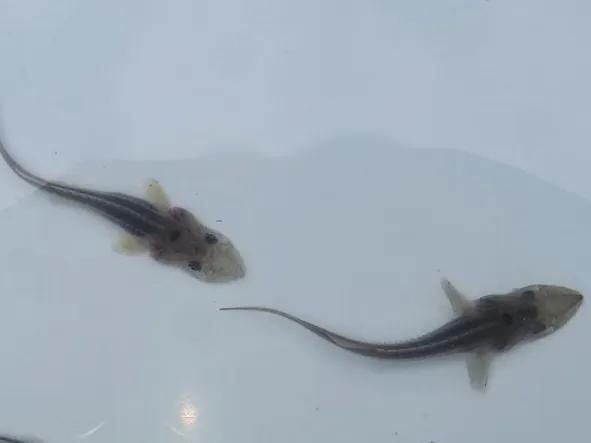 ϥ֥å 3å ʥ٥ꥢ祦ߥ祦յ 5cm