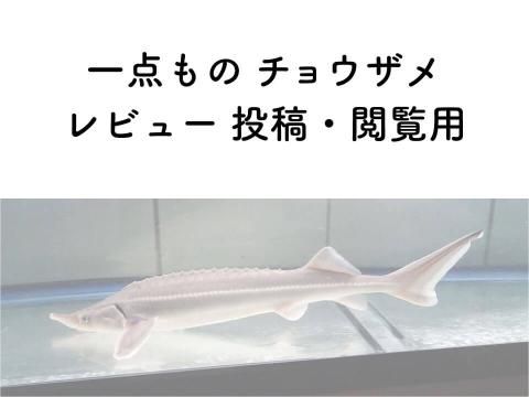 一点ものチョウザメ(レビュー投稿・閲覧用)