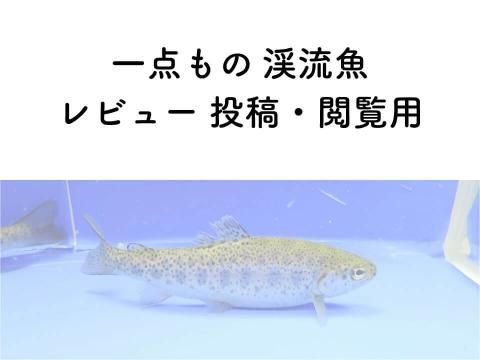 一点もの渓流魚(レビュー投稿・閲覧用)
