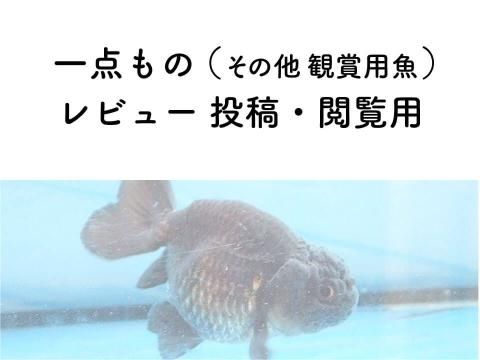 一点もの その他観賞用魚(レビュー投稿・閲覧用)