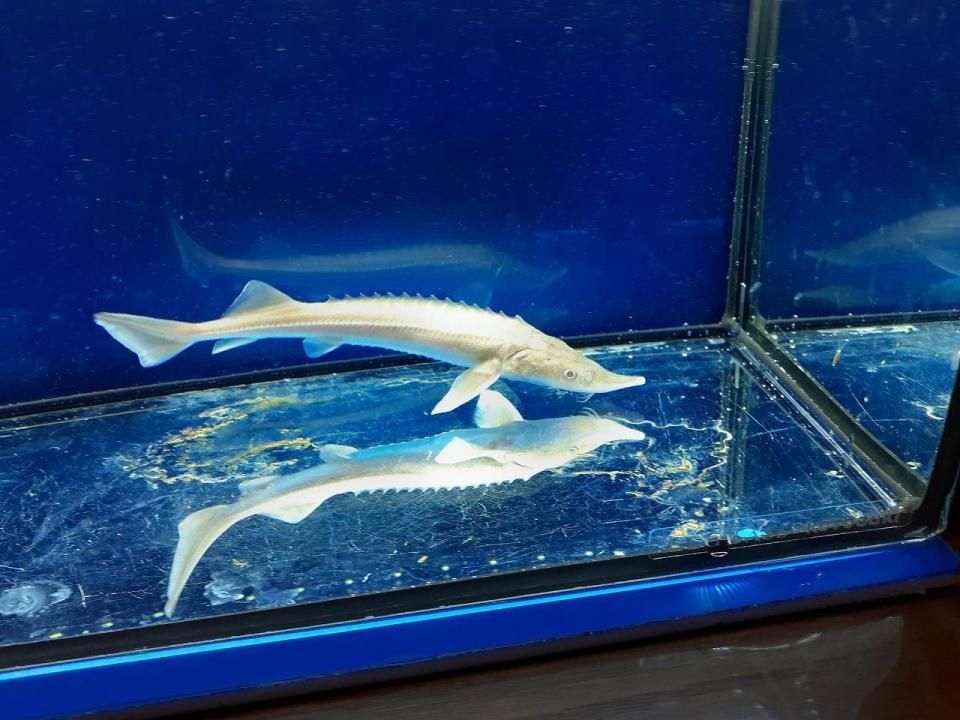  ӥΥ祦 14cm2025.04.20ߡ