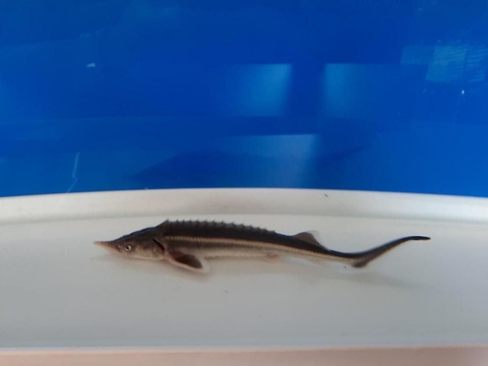  祦 15cm2025.06.17ߡ