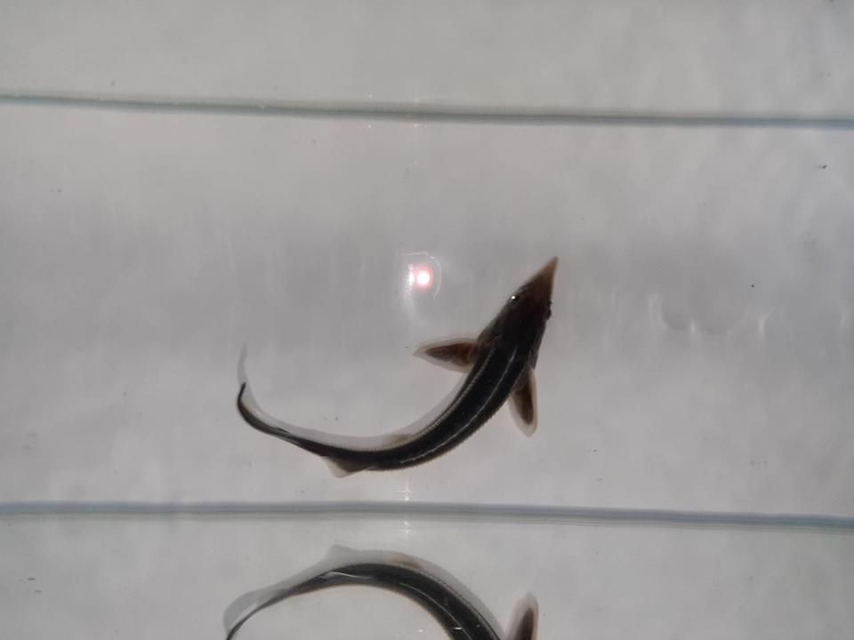  祦 15cm2025.06.17ߡ