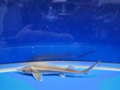  祦 15cm2025.11.15ߡ