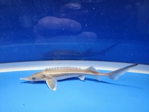  祦 15cm2025.11.27ߡ