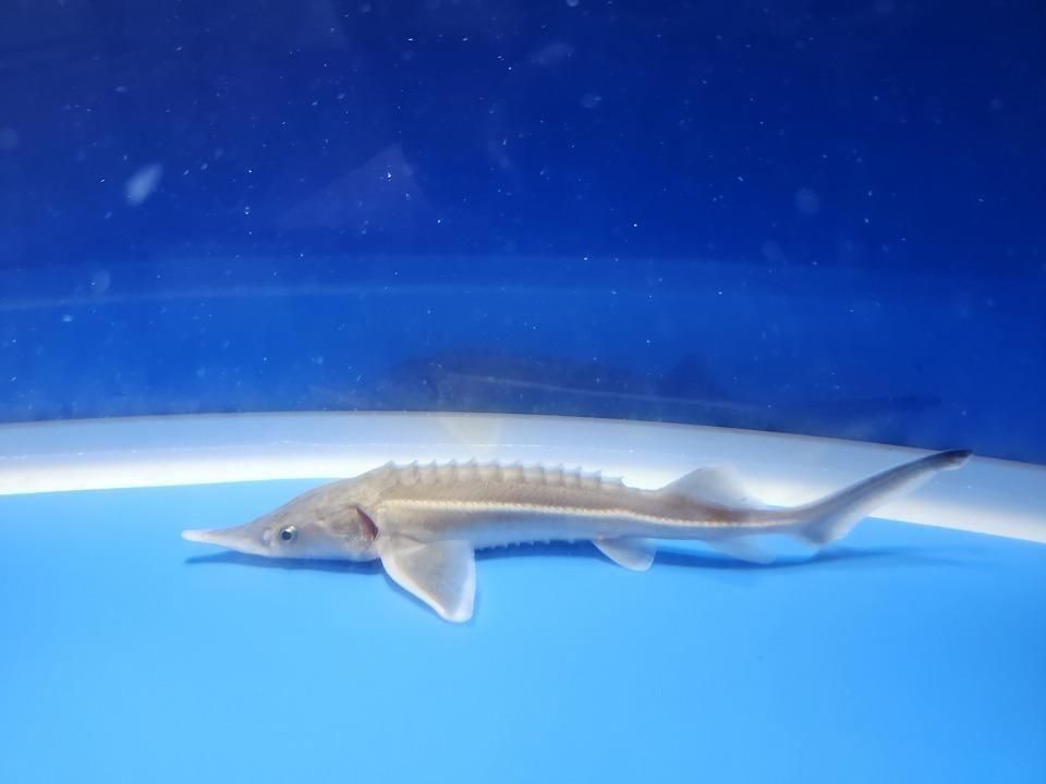 一点もの コチョウザメ 13cm(2025.11.09現在)