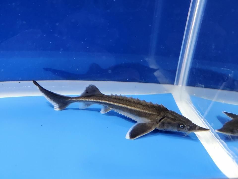 ������� �����祦���� 13cm��2025.12.14���ߡ�