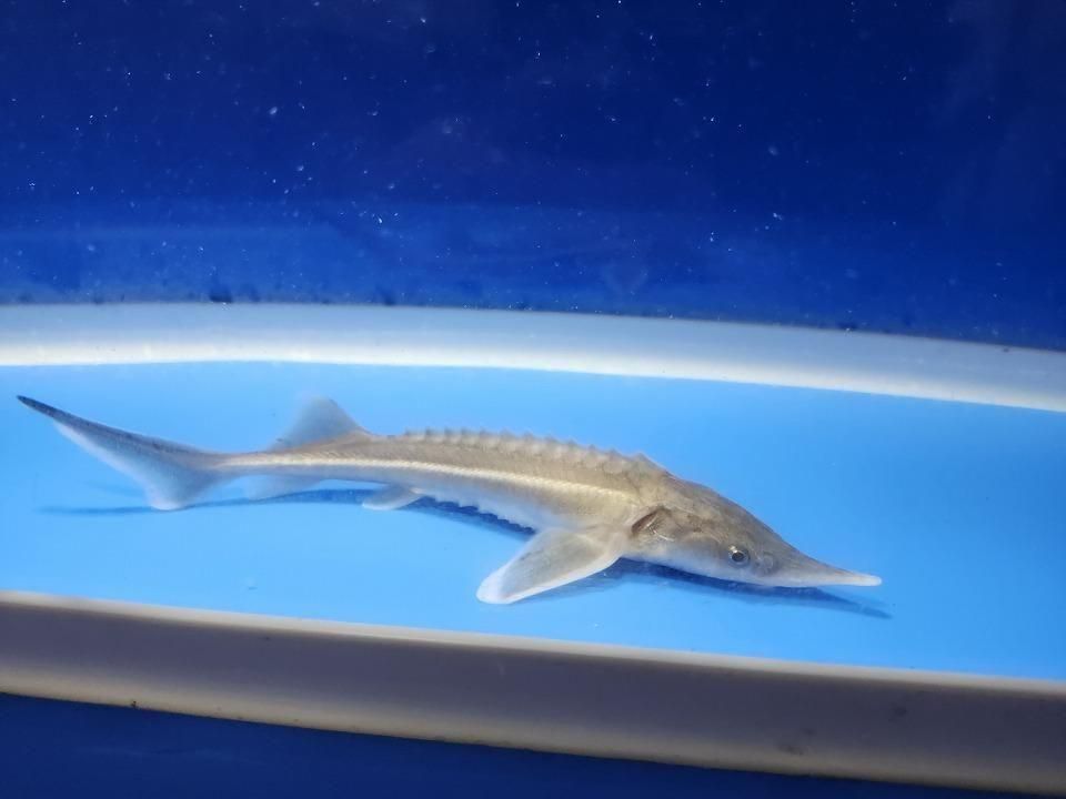 一点もの コチョウザメ 13cm(2025.11.09現在)